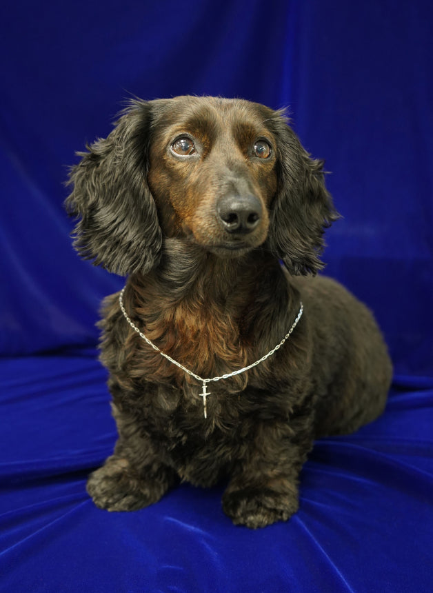 Automic Gold Big Boss and Security Luna the dachshund sitting like a good pup in front of a dark blue background