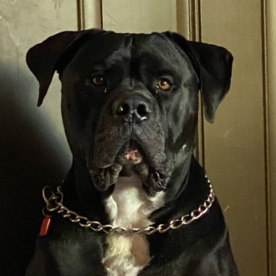 dog picture reference